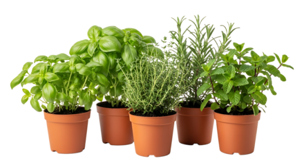 Vibrant potted herbs including basil, thyme, rosemary, and mint bring fresh aroma and healthy ingredients to any culinary creation or kitchen garden