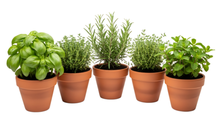 Fresh, vibrant potted herbs like basil, rosemary, thyme, and mint ready to elevate your cooking and bring natural fragrance to any space