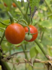 Cherry Tomatoes growing