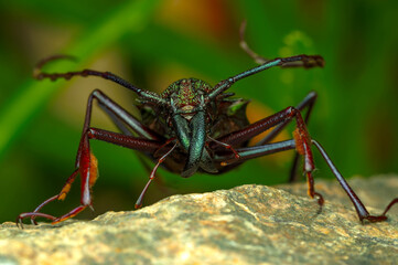 Macro insect Psalidognathus Friendii