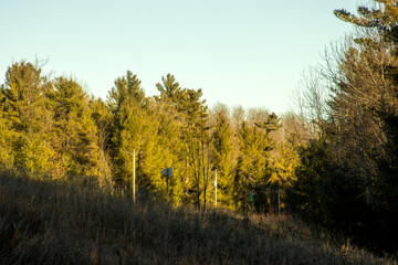 Sunlit pine trees in autumn lining a rural highway