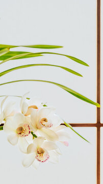 シンビジューム Images – Browse 657 Stock Photos, Vectors, and
