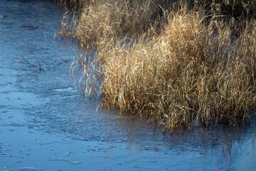Golden grass in late autumn on the shores of a frozen pond