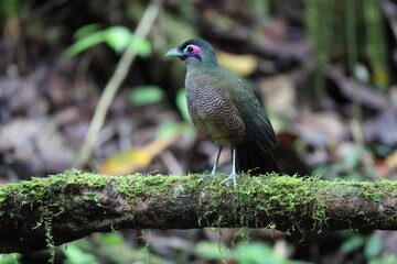Sumatran ground cuckoo (Carpococcyx viridis) is a large, terrestrial species of cuckoo endemic to the forests of Sumatra in Indonesia.