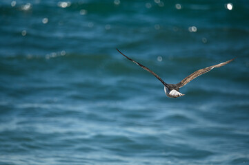seagulls on the beach