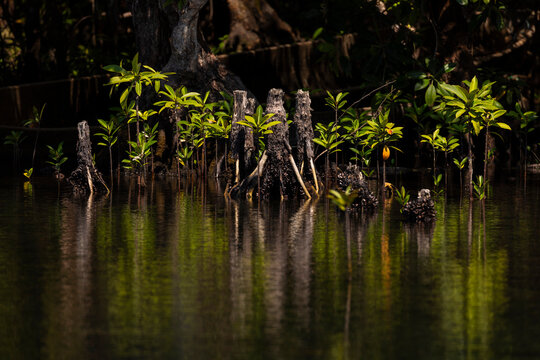 Small mangrove shoots grow and are reflected in a freshwater lagoon on Pulau Taupan, an island in the Togian archipelago, Sulawesi, Indonesia.