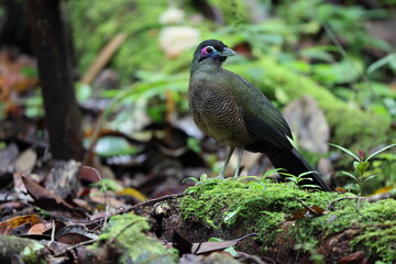 Sumatran ground cuckoo (Carpococcyx viridis) is a large, terrestrial species of cuckoo endemic to the forests of Sumatra in Indonesia.