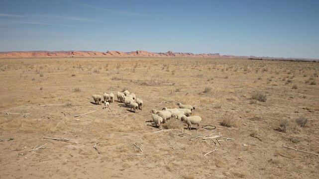 Sheep on an open range dry landscape with clear skies near Kayaenta, AZ during a drought