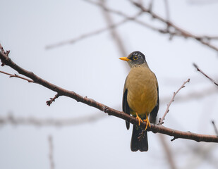 Thrush, bird of southern Chile