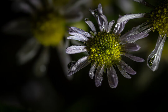 Frozen Rain Droplets on a Wildflower During the First Frost - Powered by Adobe