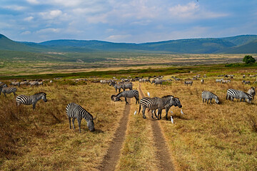 Zebras Jam in Ngorongoro Crater Tanzania