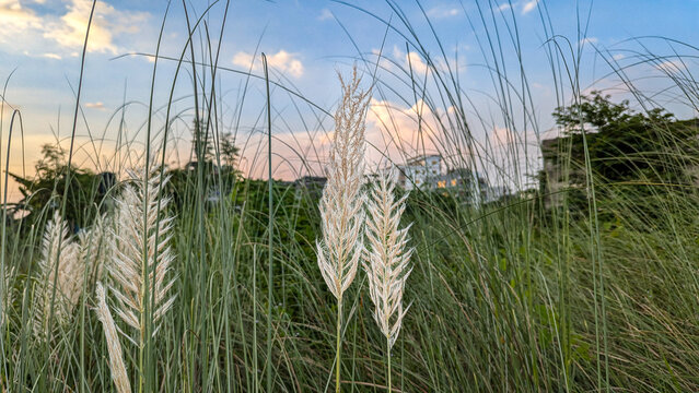 Wild sugarcane flower also known as kans grass flower (Kash Phool) 