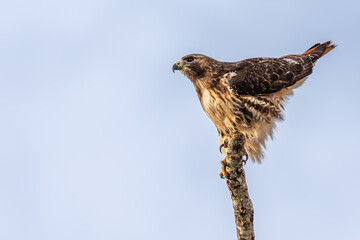 A red-tailed hawk perched on a dead tree