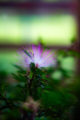 Calliandra