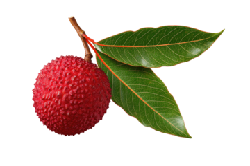 Ripe lychee, spiky skin, alongside two green leaves
