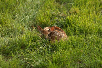 Obraz premium A baby deer