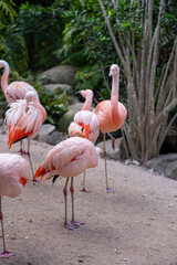 Flamingos