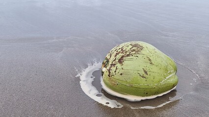 A coconut in water in a sand. beach. A green coconut lies on wet sand at the edge of the water on a beach. Surrounded by a thin layer of seafoam, the coconut has a few brown spots on its surface