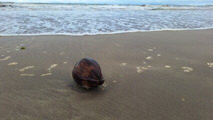 A coconut in the sand of a beach. A coconut sits on wet beach sand near the ocean, reflecting cloudy skies. The water is calm with small waves approaching the shore. 