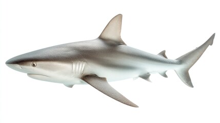 Obraz premium A sleek, gray marine predator, seen in profile against white, reveals fins, gills, and a pointed snout. The dorsal fin is prominent