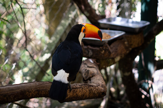 Tucano