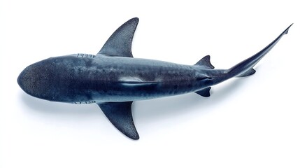 Obraz premium A top-down view showcases a sleek, dark-toned shark. Its dorsal fin, pectoral fins, and tail are visible against a stark white backdrop