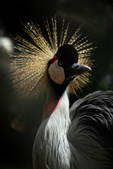 Grou-coronado-do-oriente