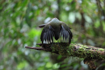 Sumatran ground cuckoo (Carpococcyx viridis) is a large, terrestrial species of cuckoo endemic to the forests of Sumatra in Indonesia.