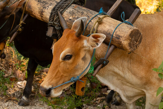 A pair of zebu pull a cart with a rudimentary yoke, Togian Islands, Sulawesi, Indonesia