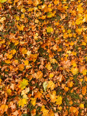 Fall colorful leaves laying on top of grass. 