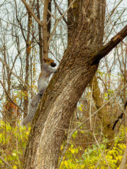 A squirrel on a tree with a nut in its mouth. 