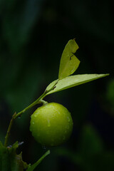 Obraz premium Lime With Raindrops