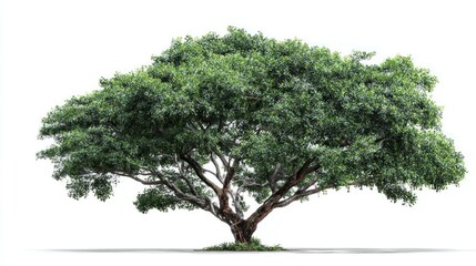 Fototapeta premium A full, vibrant tree with a wide canopy of green leaves. The brown trunk branches out to support the foliage, casting a shadow
