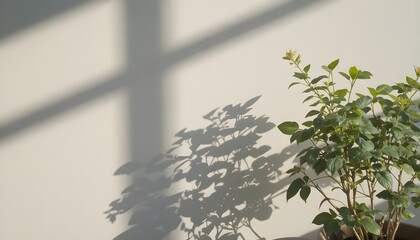 Soft shadow of a plant cast on a pale wall