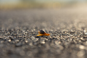 The Adventure of the Snail