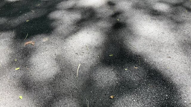 Soft shifting tree shadows cast across a quiet road surface, gentle sunlight filtering through leaves to create calming natural patterns in 4K video footage