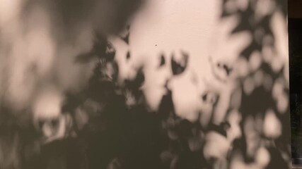 Soft tree shadows move gently across the wall as sunlight shifts, creating a calm and minimal natural pattern that evokes serenity and subtle motion in 4K video footage