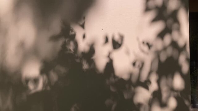Soft tree shadows move gently across the wall as sunlight shifts, creating a calm and minimal natural pattern that evokes serenity and subtle motion in 4K video footage