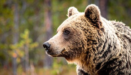 Close-up profile of a majestic brown bear in its natural forest habitat, observing surroundings.