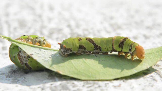 Extreme Macro Shot of Two Large Green Papilio Caterpillars Moving and Feeding on a Leaf. Dualism, Collaboration, Life Cycle, and Garden Pest Concept