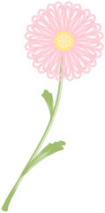 Hand-Drawn Pink Chrysanthemum Single Flower