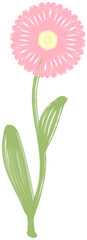Hand-Drawn Pink Chrysanthemum Single Flower