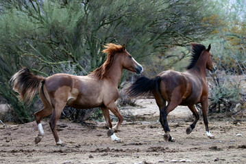 Fototapeta premium Wild Horses After the Rain