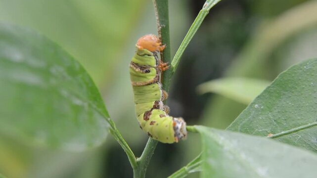 Macro Shot of a Large Papilio Caterpillar with Warning Colors and Osmeterium on a Citrus Leaf. Insect Life Cycle, Ecology, and Pest Concept