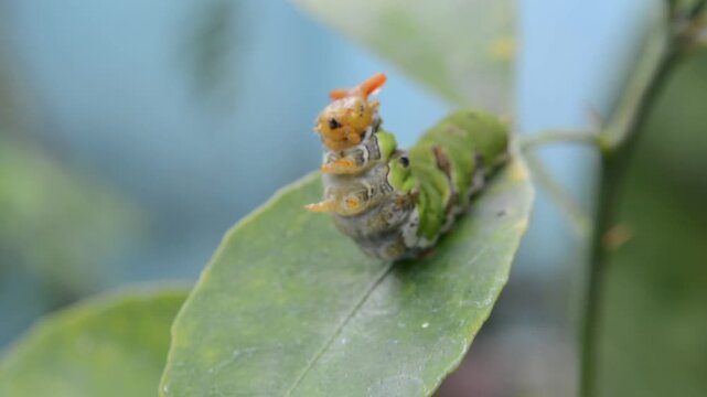 Macro Shot of a Large Papilio Caterpillar with Warning Colors and Osmeterium on a Citrus Leaf. Insect Life Cycle, Ecology, and Pest Concept