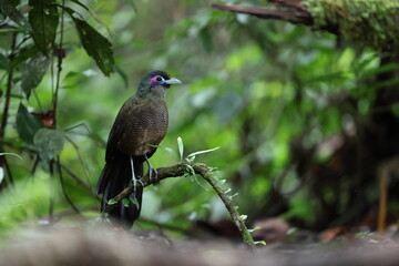 Sumatran ground cuckoo (Carpococcyx viridis) is a large, terrestrial species of cuckoo endemic to the forests of Sumatra in Indonesia.