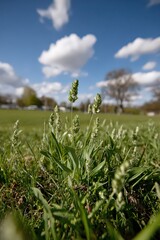 Close Up View of Green Plants with White Flowers in a Green Field Under Blue Sky with White Clouds