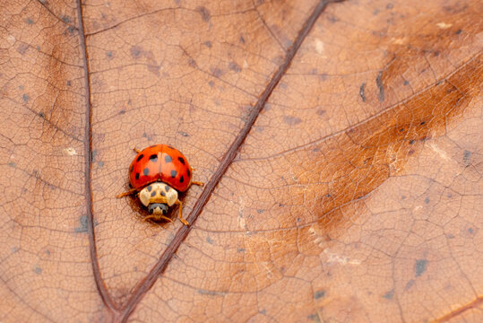 Red Ladybug on a leaf close-up