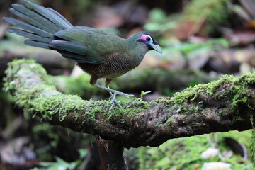 Sumatran ground cuckoo (Carpococcyx viridis) is a large, terrestrial species of cuckoo endemic to the forests of Sumatra in Indonesia.