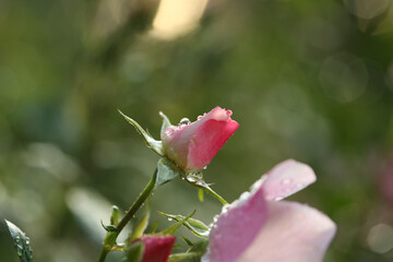 dewdrop rose